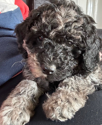 4 gorgeous poodle puppies for sale