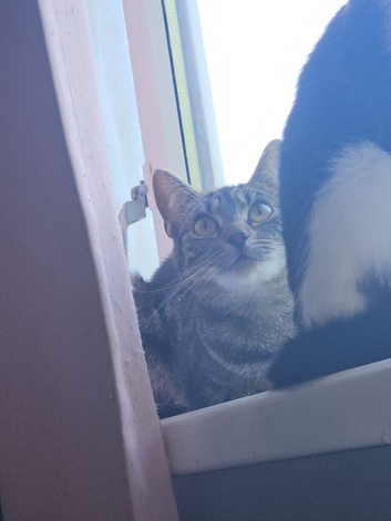 Kitten