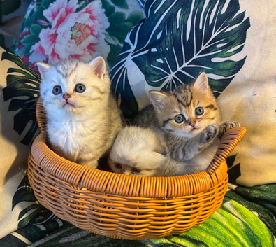 Full Pedigree Kittens
