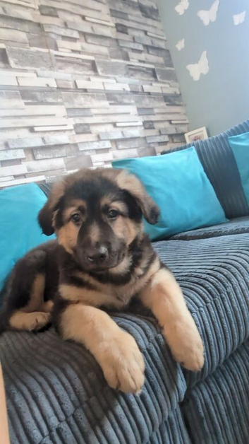 Puppy