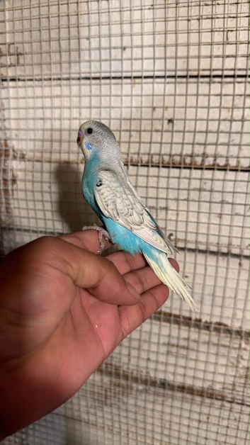 Baby budgies for sale  &pound;40 each collection mk404nn