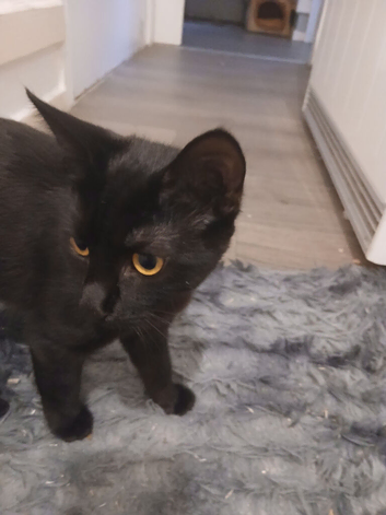Bombae cat for free