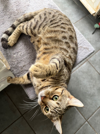 Beautiful Young Female Cat Looking for Her Forever Home