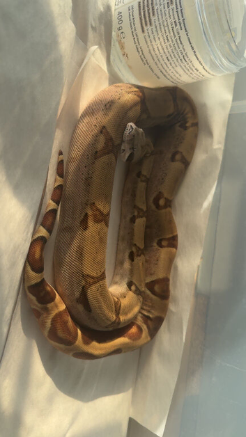 SUPER HYPO (dwarf)