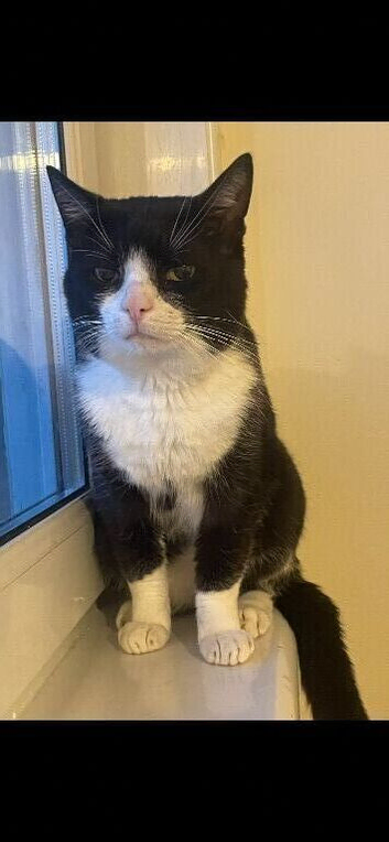 Male cat