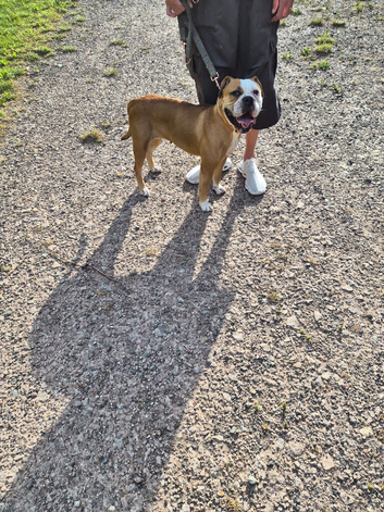 dog trainer available