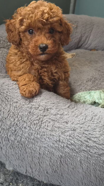 Fox Red Toy Sized Poodles