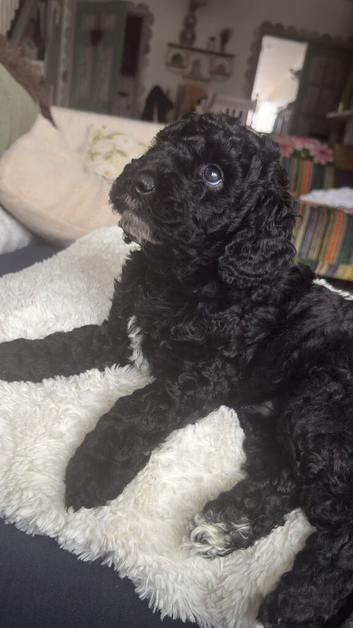 Curly F1B Cockapoo male black real life teddy bear!