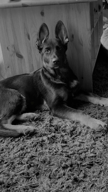 Selling this beautiful puppy