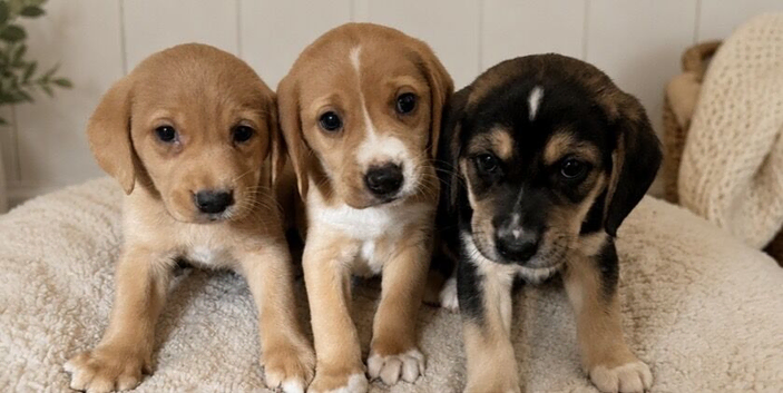 Beagle x labs ready now