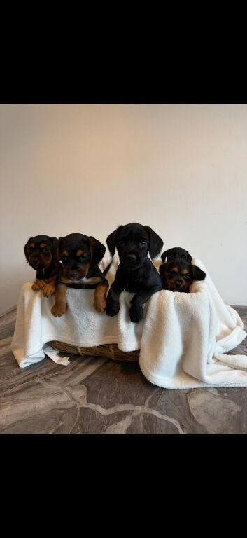 Jackapoo puppies