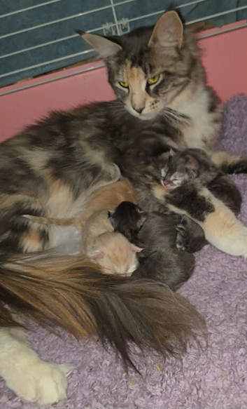 Kittens ready 17/10/26