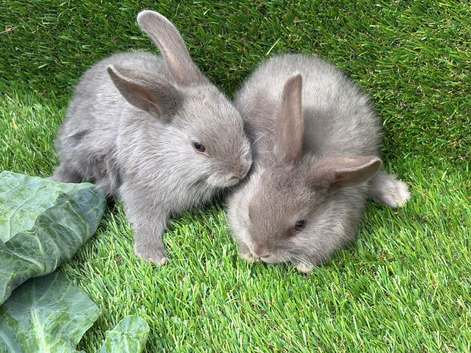Gorgeous grey bunnies