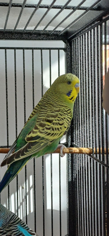 Bonded pair young cocks RESERVED