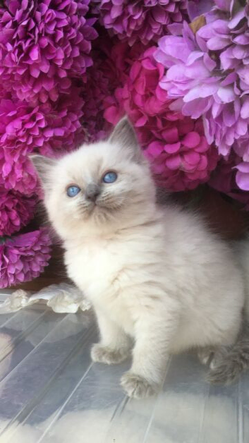 Ragdoll kittens fully vaccinated registered and insured &pound;500
