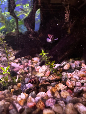 Assassin Snails