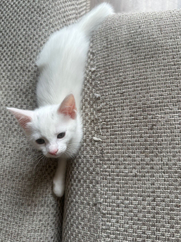Female kittens