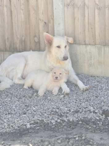 Lunas beautiful first litter