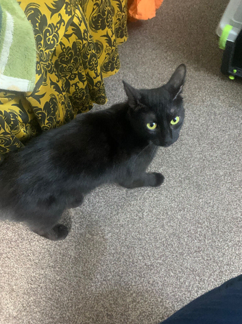 female 2 year old