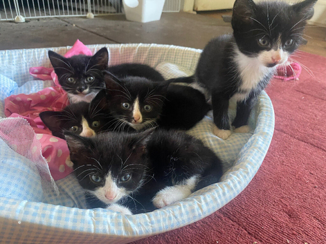 Beautiful Kittens Tuxedo Markings