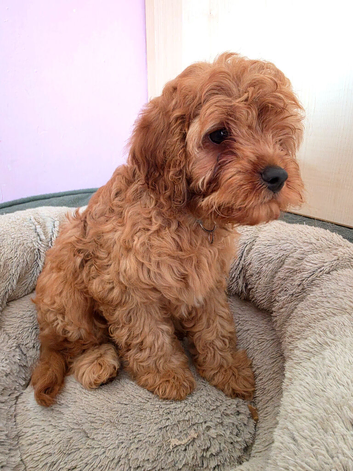 UNO F1 CAVAPOO DNA TESTED PARENTS