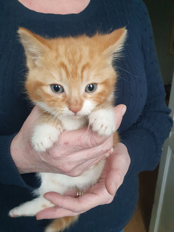 1x kitten available