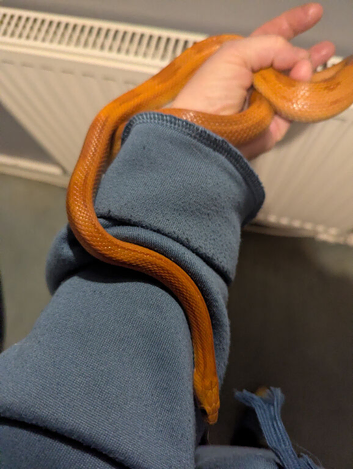 2 female corn snakes