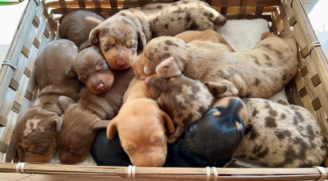 Microchip your Pet or Litter