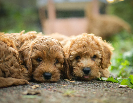 Cockerpoo puppies for sale ready now
