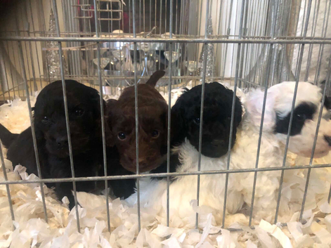 Cockapoo puppies for sale