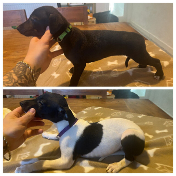 KC registered whippet puppies