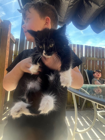 4 kittens for sale