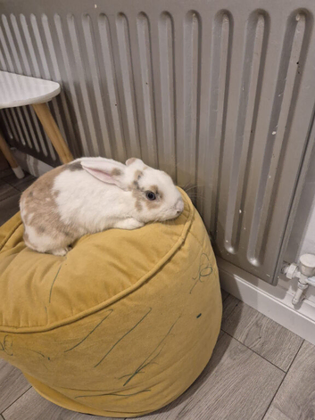 Mixed breed white and beige cute bunny