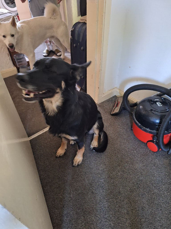 German Shepherd x Akita
