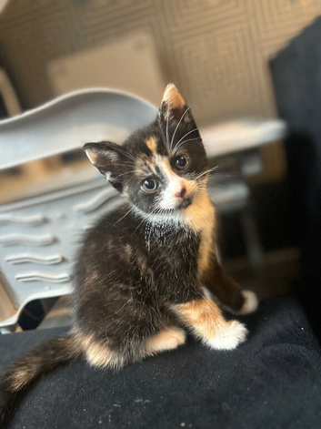 3 kittens ready for their new homes!!