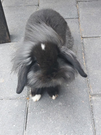 Baby lionhead bunny