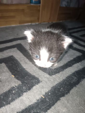 2 kittens for sale