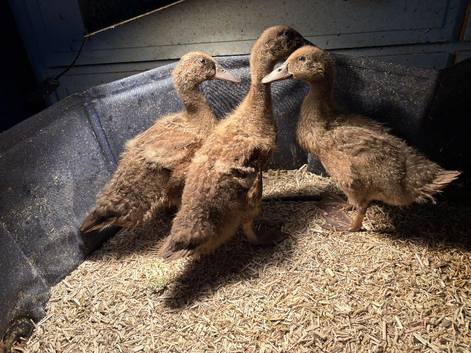 Khaki campbell ducklings