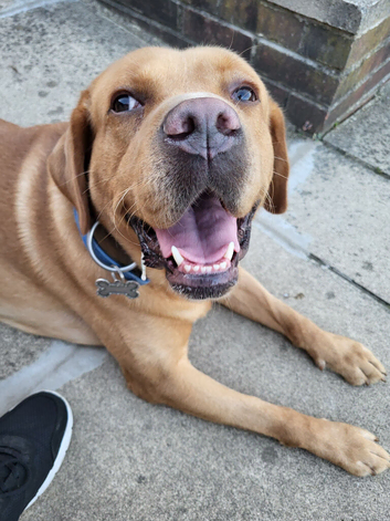 Golden Labrador for Adoption
