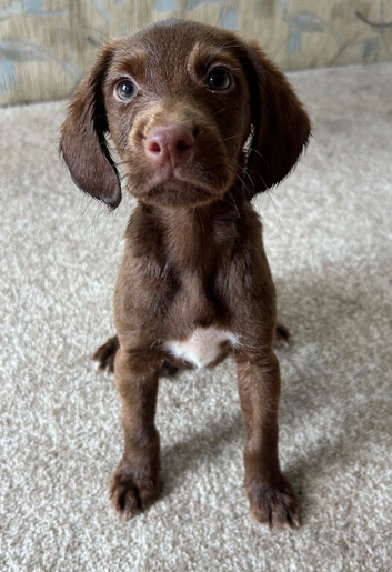 Crossbreed pups for rehoming Spaniel x patterdale x JRT