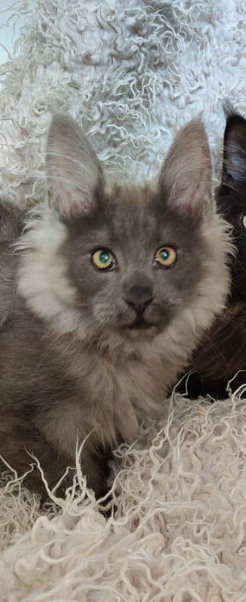 Blue Smoke Maine Coon Boy.