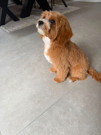 Gorgeous cavapoo female