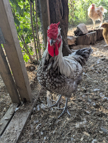 Free cockerels mixed breed
