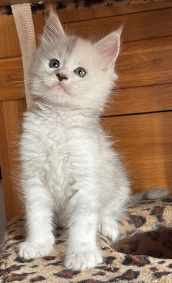 Stunning tica registered Maine coons