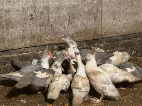 Male and female Muscovy ducks
