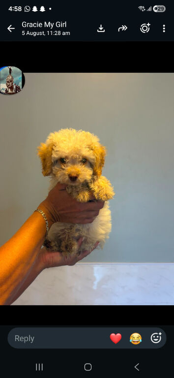 Cockerpoo puppies 1 LEFT boy