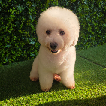 Bichon frise