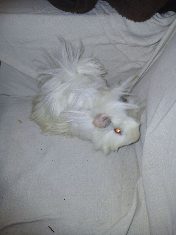 Fluffy white