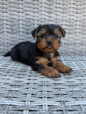 Yorkshire terrier puppies
