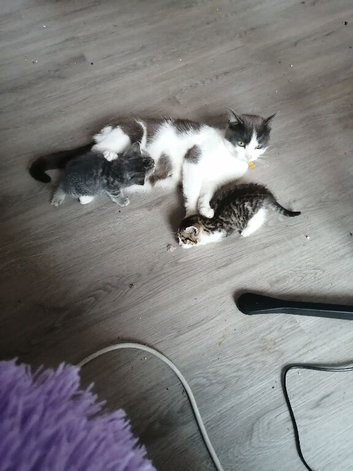Kittens (Molly's Litter)